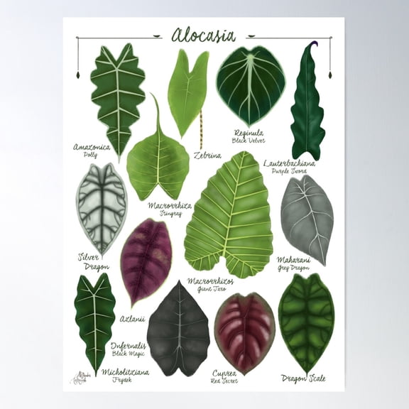 Alocasia Leaf Species Illustration & Pattern Poster Wall Art, Modern Wall Decor For Living Room Bedroom, 8x12 UNFRAMED