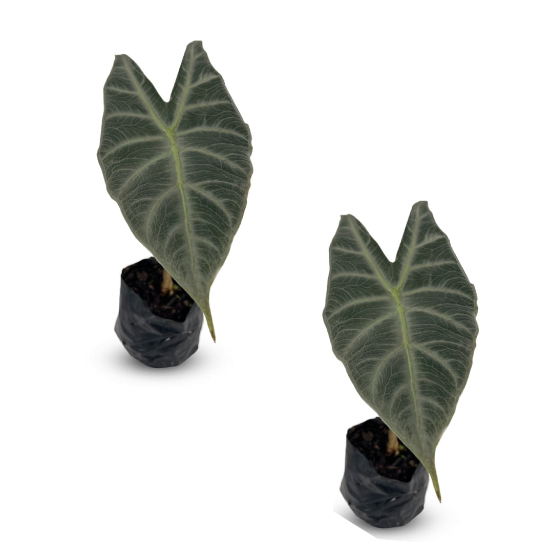 Alocasia Longiloba Silver by LEAL PLANTS ECUADOR | Elephant ear Plant| African Mask Plant