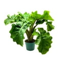 Alocasia Low Rider, 6 inch, Elephant Ear Large Indoor Plant