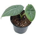 thumbnail image 1 of Alocasia Melo Maharani, White Velvet, Grey Dragon Plant, Alocasia Hybrid, 4 inch, Live Rooted Potted Rare Succulent, 1 of 8