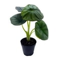 thumbnail image 1 of Alocasia Nebula, Nebula Imperialis, Black Diamond, Silver Plant, Alocasia Silver Nebula, Elephant Ear Plant in 2 inch Pot, 1 of 7