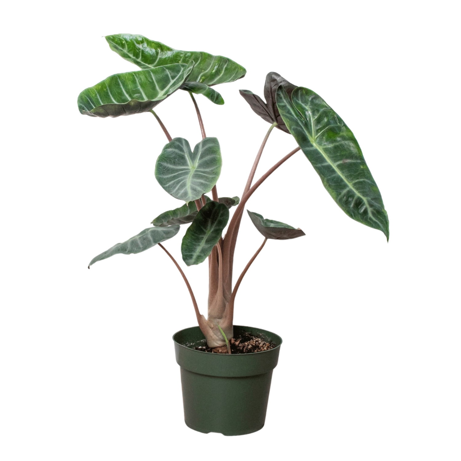 Alocasia Pink Dragon, 4" Pot, Indoor Houseplant, Easy Care, Live Plant for Indoor & Outdoor