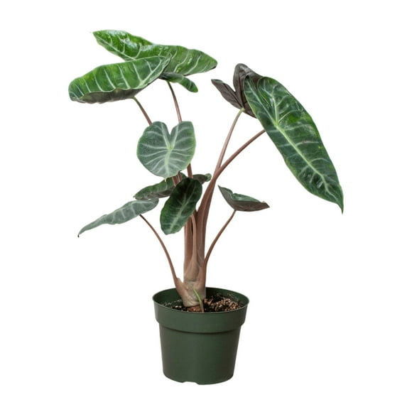 Alocasia Pink Dragon, 4" Pot, Indoor Houseplant, Easy Care, Live Plant for Indoor & Outdoor