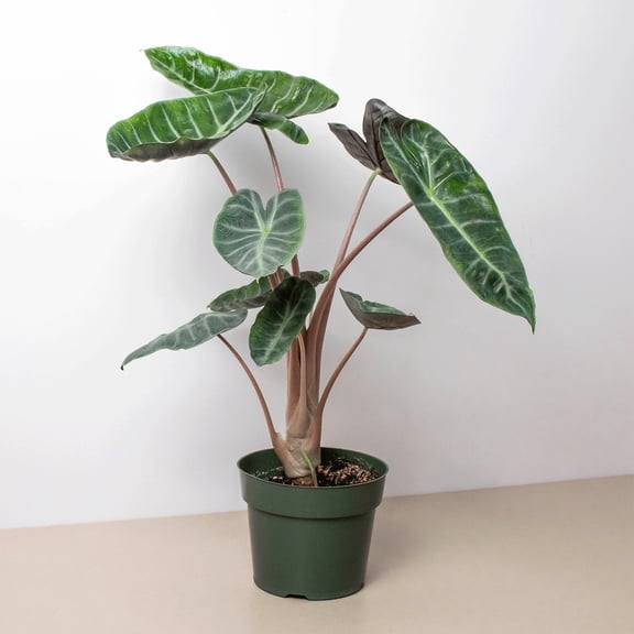 Alocasia Pink Dragon in 6" Pot | Live Plant for Indoor | 12 - 22 inch Tall