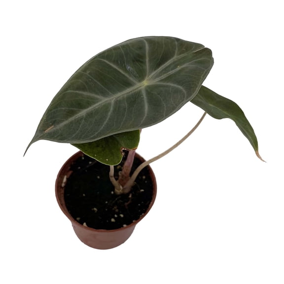 Alocasia Pink Princess - Elephant Ears - Pink Stems - 2.5" Pot