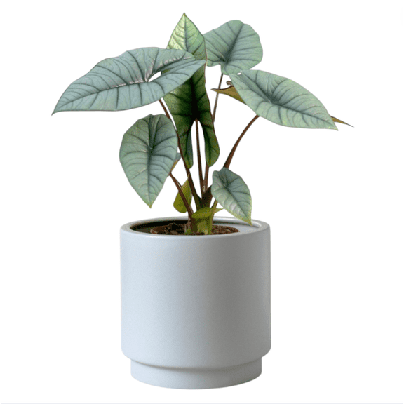 Alocasia Platinum Live Starter Plant for Planting, Rare Blue Silver Foliage for Indoor Patio, Exotic Jewel Alocasia Plant, 5-9 Inch Tall, No Ship Pot