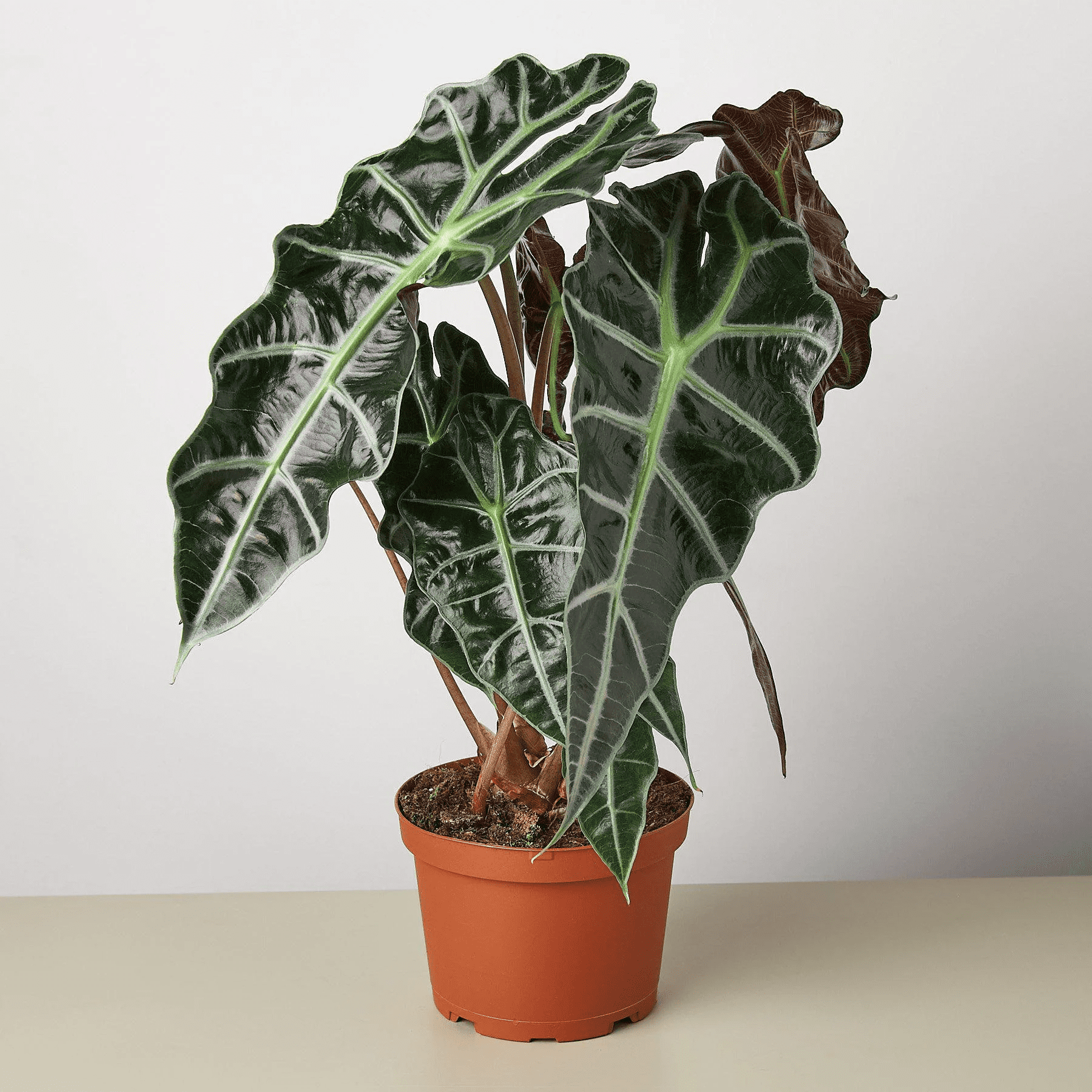 Alocasia Polly 'African Mask', 6