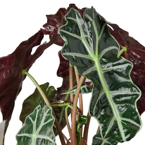 Alocasia Polly 'African Mask', 6" Pot, Indoor Houseplant, Easy Care, Live Plant for Indoor & Outdoor