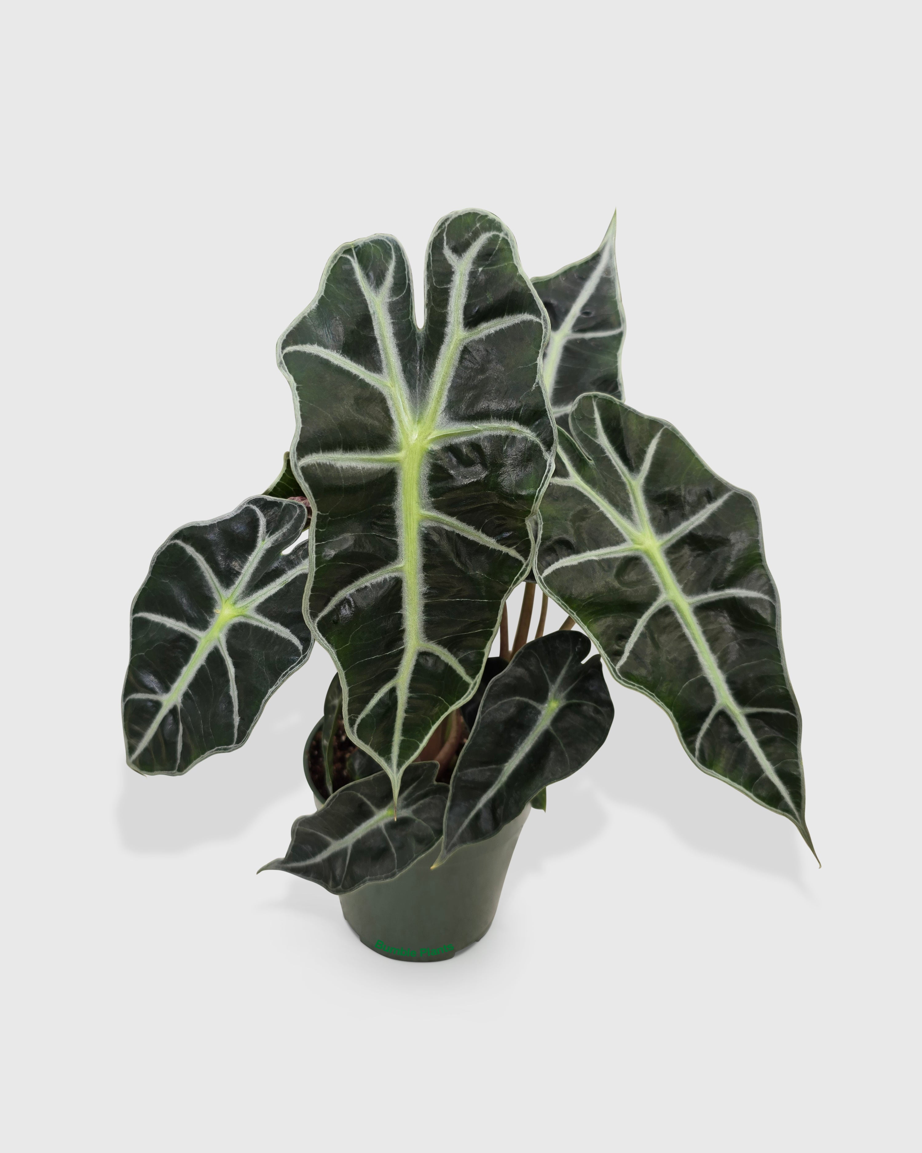 Alocasia Polly 'African Mask' - Live Air-Purifying Indoor Plant in Nursery Pot – Easy Care, Low Maintenance Houseplant for Home & Office Decor, Natural Air Cleaner, Best for Beginners (4"Pot)