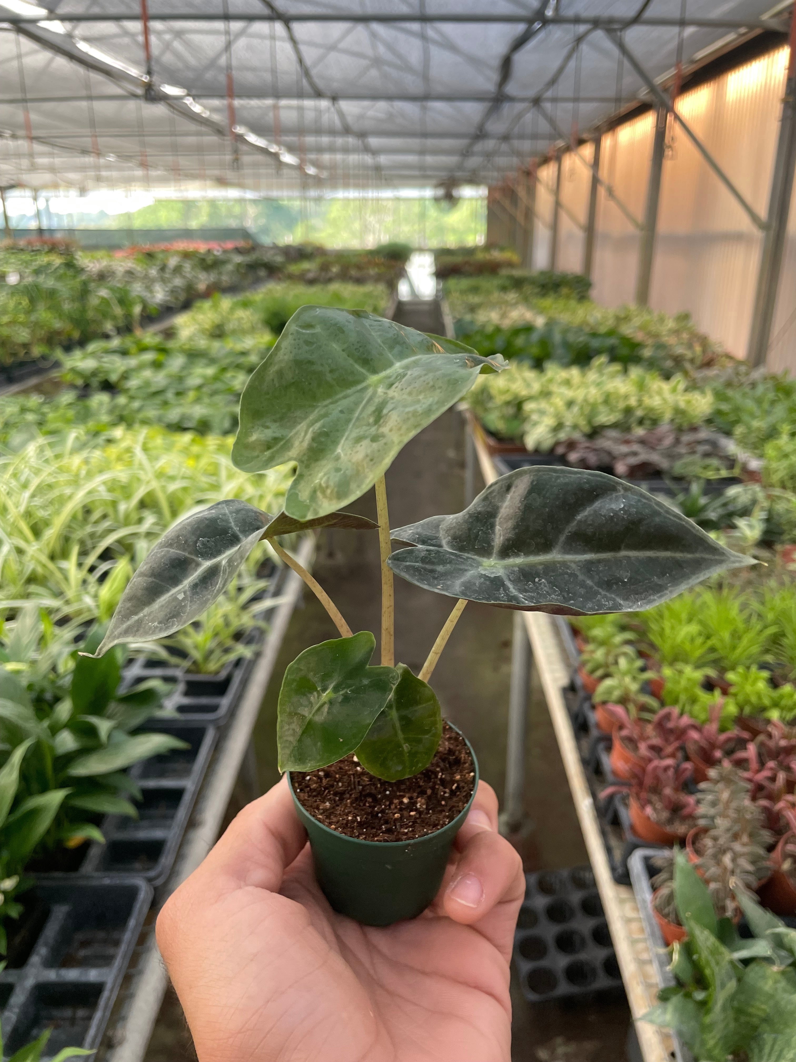 Alocasia Polly 'African Mask' - Live Air-Purifying Indoor Plant in Nursery Pot – Easy Care, Low Maintenance Houseplant for Home & Office Decor, Natural Air Cleaner, Best for Beginners (2"Pot)