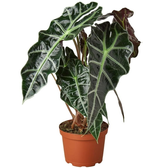 Alocasia Polly African Mask Live Plant for Indoor | Different Houseplants in 4'' & 6'' Pot | Real House Plant for Living Room, Office & Desk | Elephant Ears | Alocasia amazonica