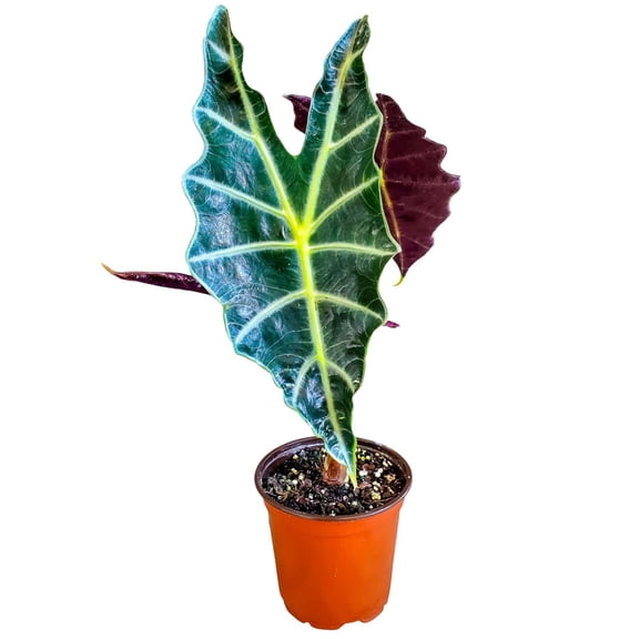 Alocasia Polly (African Mask) - Tropical Indoor Plant in 4" Nursery Pot, 13 to 16" Tall