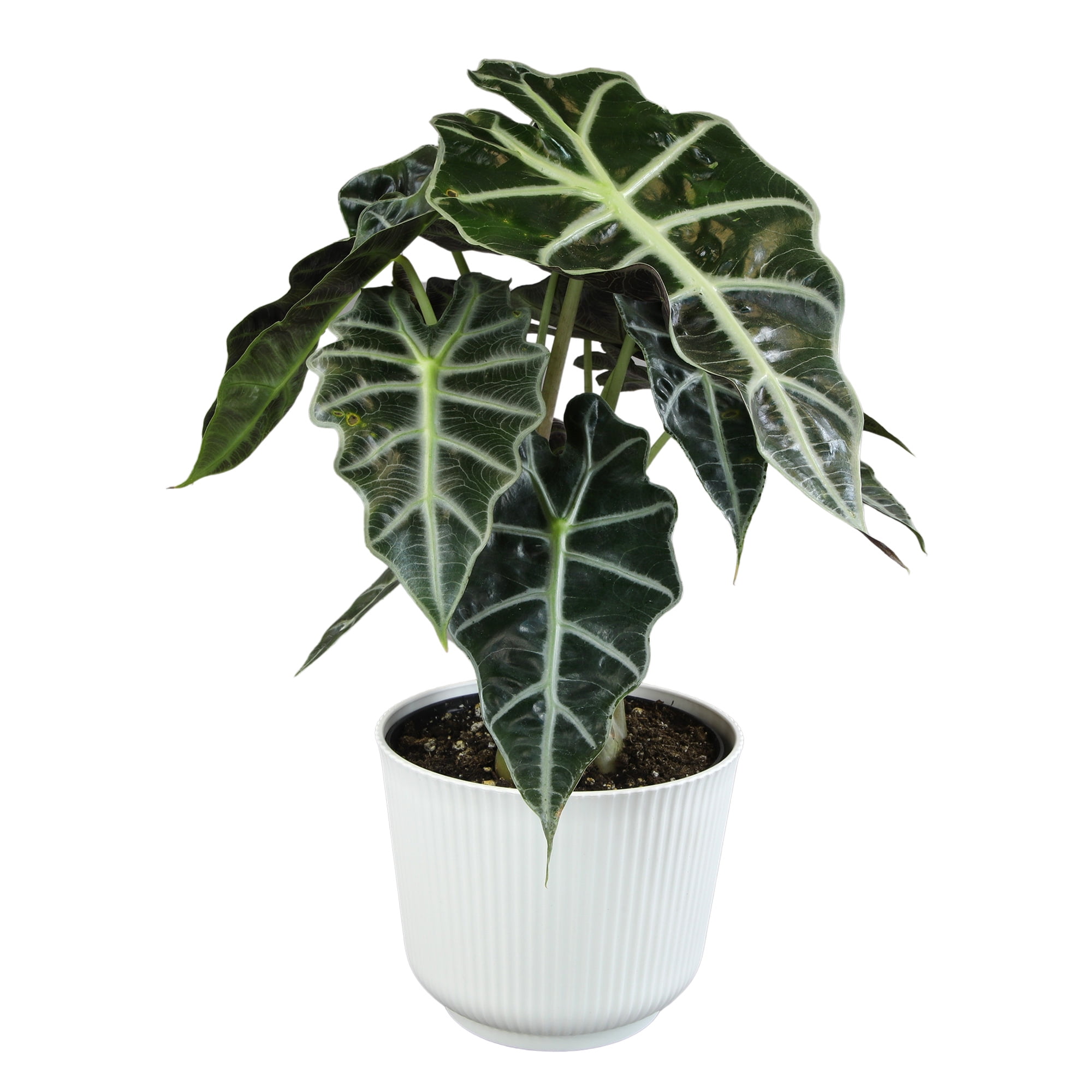 Alocasia Polly Elephant Ear Plant in White Planter