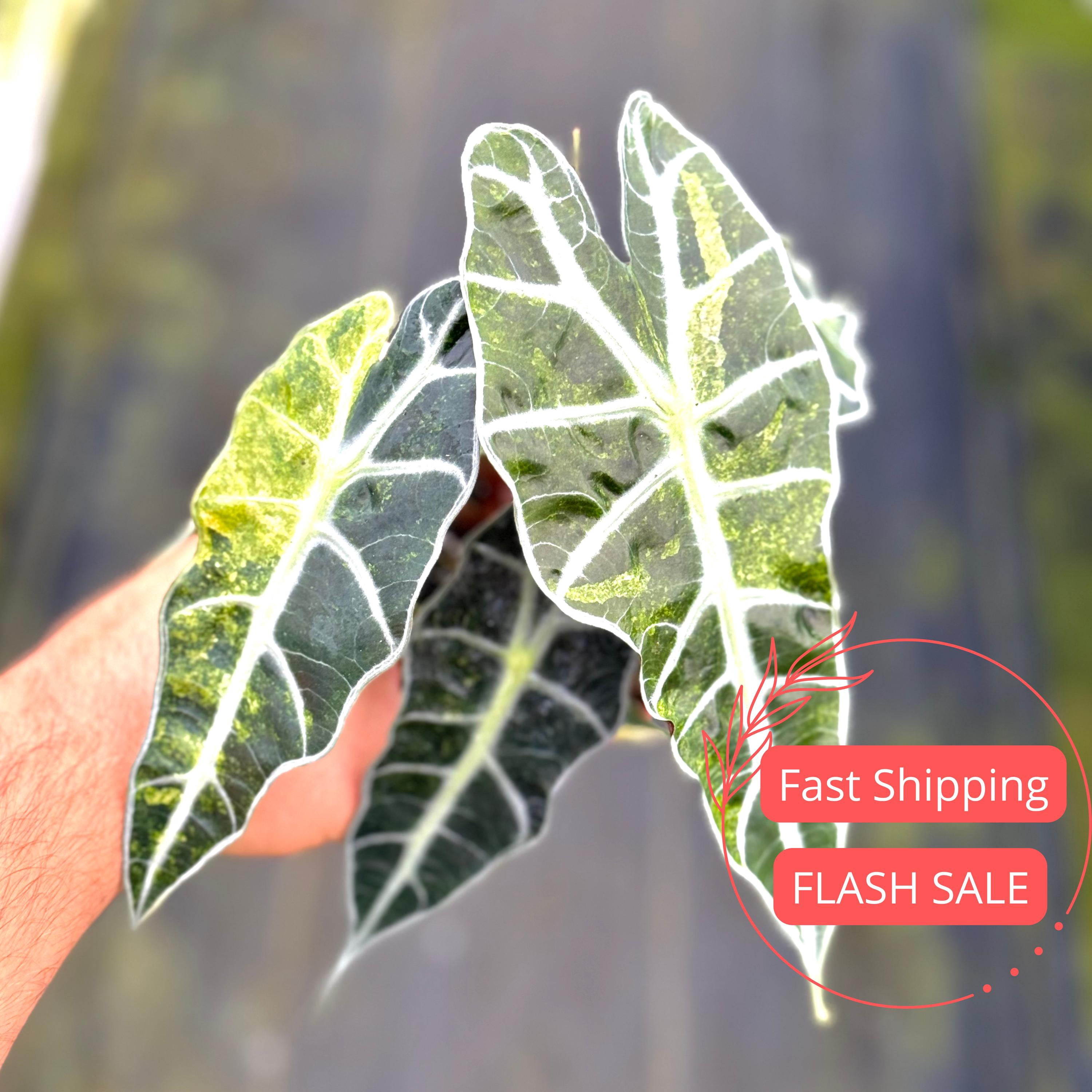 Alocasia Corms For Sale