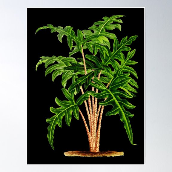 Alocasia Portei Botanical Illustration Poster Wall Art, Modern Wall Decor For Living Room Bedroom, 8x12 UNFRAMED