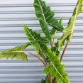 Alocasia Sarian Elephant Ears Plant In 4 And 6 Inch Pot Live Rare alocasia-sarian-elephant-ears-plant-in-4-and-6-inch-pot-live-rare