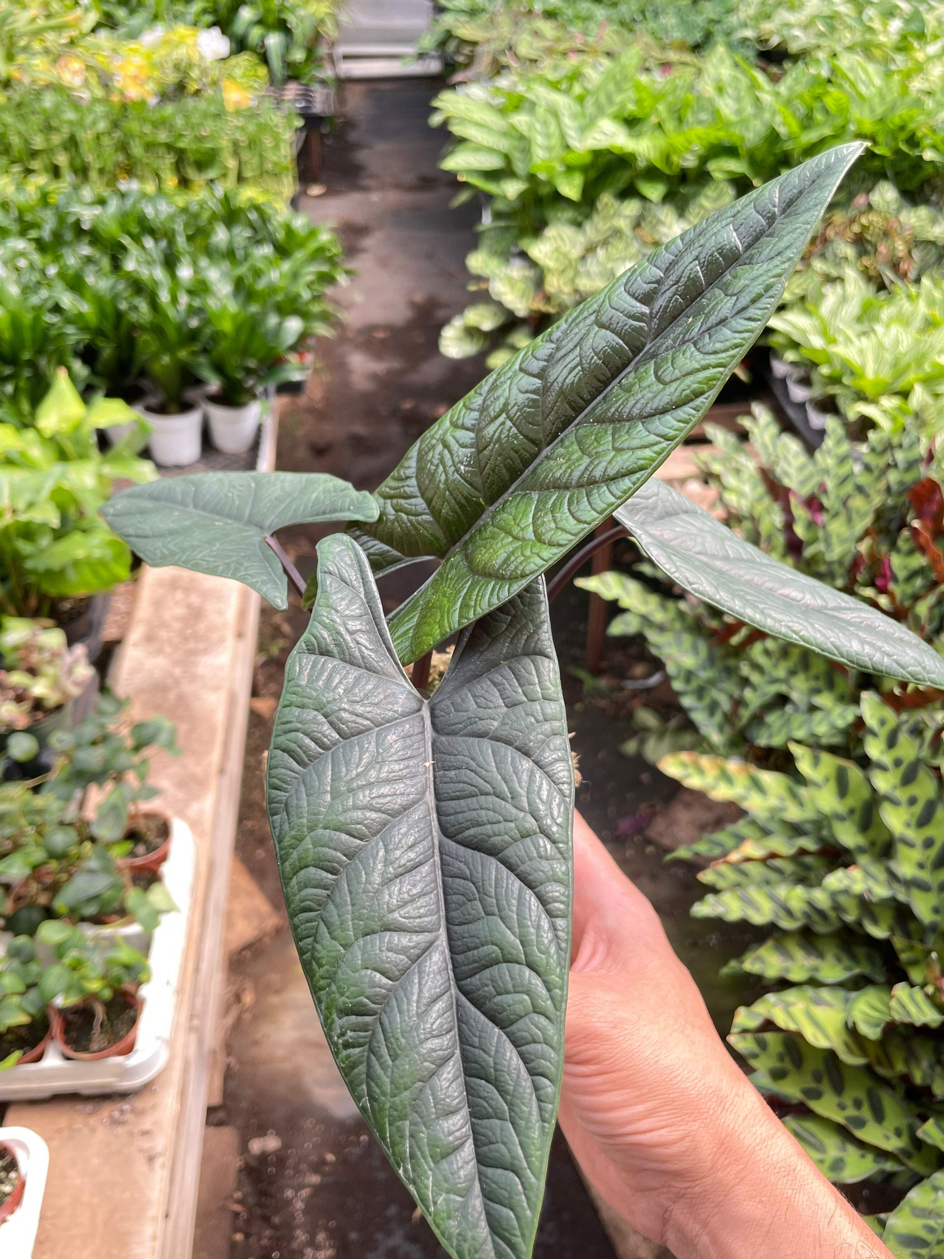 KS Plants Alocasia Scalprum