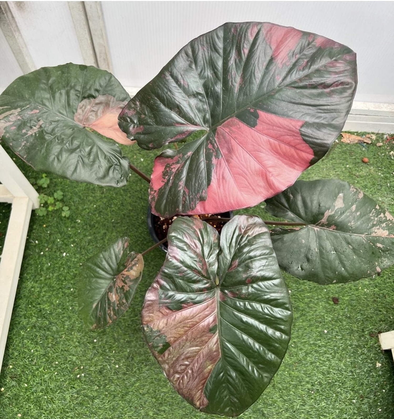 Alocasia 'Serendipity' XL Variegated Rare Plant, Get Similar to the picture  - Walmart.com