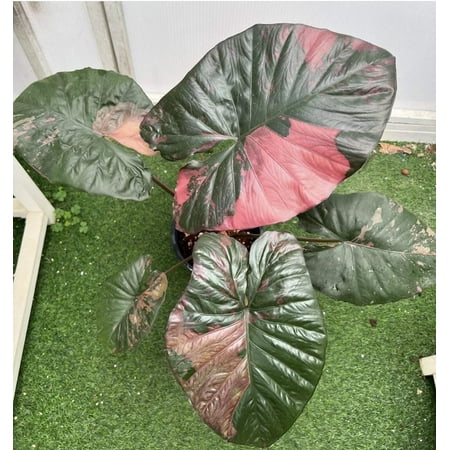 Alocasia 'Serendipity' XL Variegated Rare Plant, Get Similar to the picture