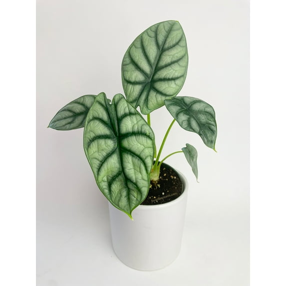 Alocasia Silver Dragon - Live Air-Purifying Indoor Plant in Nursery Pot – Easy Care, Low Maintenance Houseplant for Home & Office Decor, Natural Air Cleaner, Best for Beginners (4"Pot)