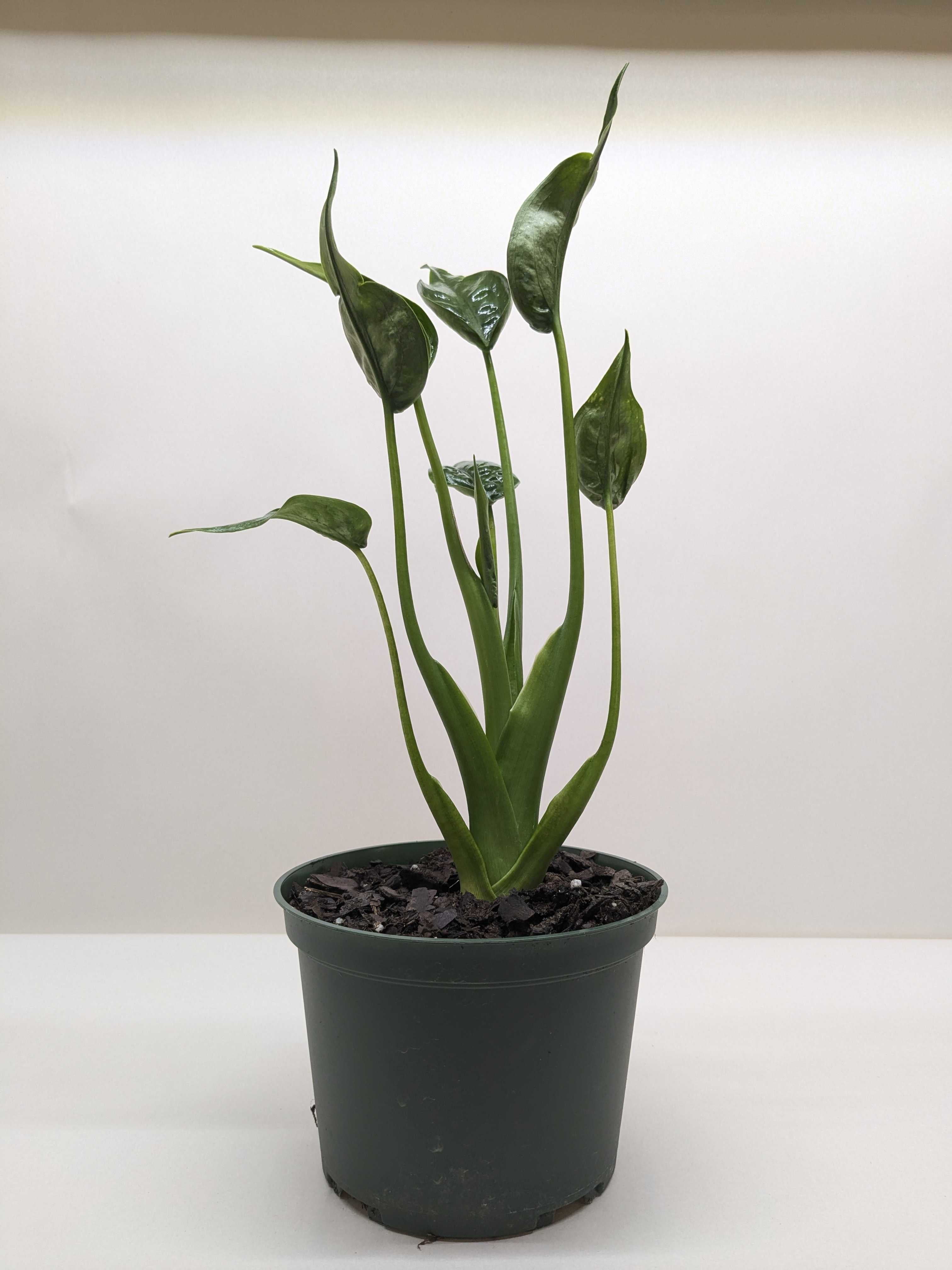 Alocasia 'Tiny Dancer' - 4" Pot, 6" Pot, Indoor Houseplant, Easy Care, Live Plant for Indoor & Outdoor