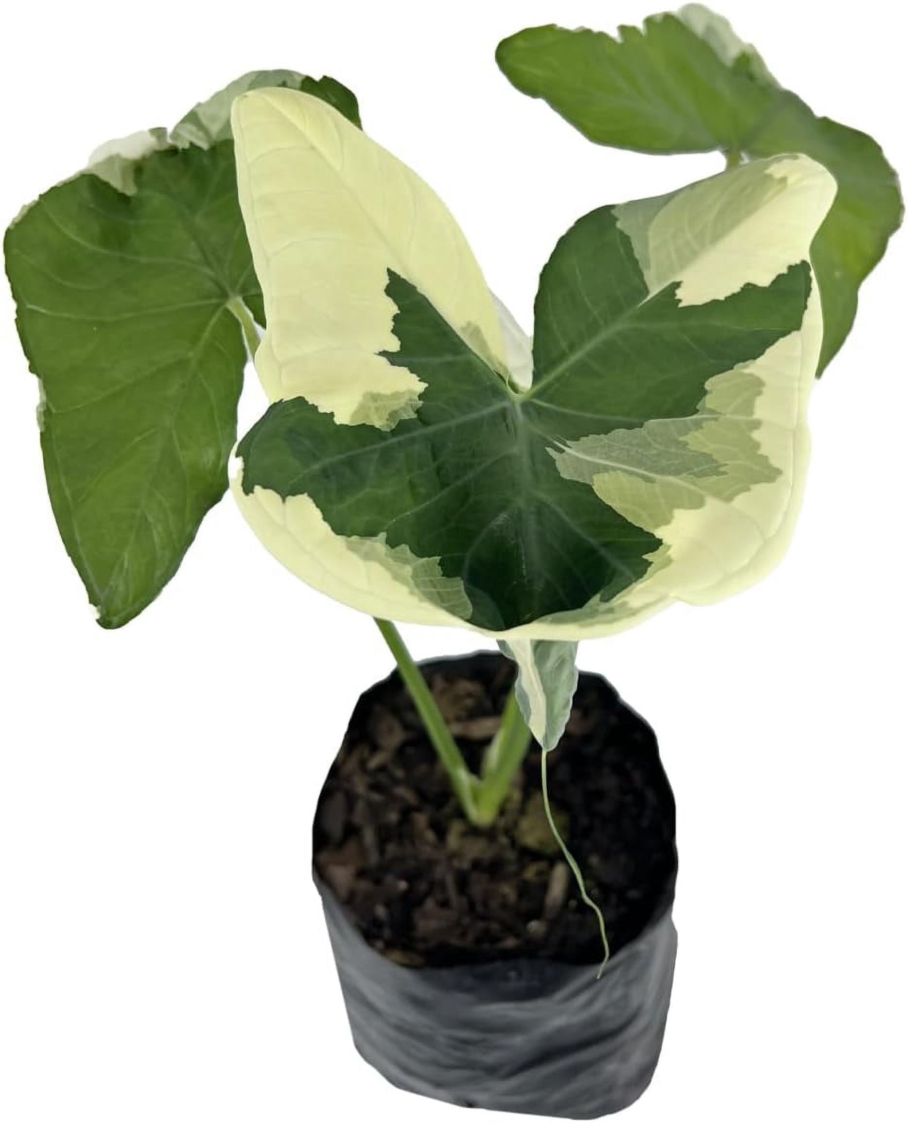 Alocasia Variegated Mickey Mouse by LEAL PLANTS ECUADOR | Elephant Ear Plant| Mickey Mouse Ear Plant | Heartshape Plant