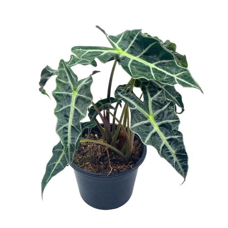 Alocasia polly African mask 6" Alocasia Amazonica Large potted Poly Elephant's ear giant taro, ape, giant alocasia, biga, and pia.