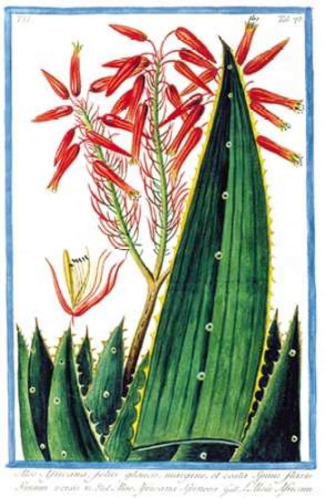 Aloe Africana Canvas Art - Giorgio Bonelli (12 x 18)