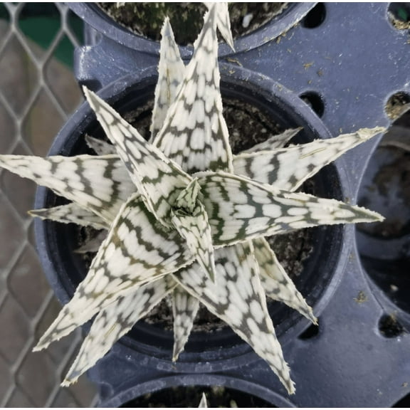 Aloe Blizzard Plant Dwarf Succulent Aloe Vera Plant 4"Pot