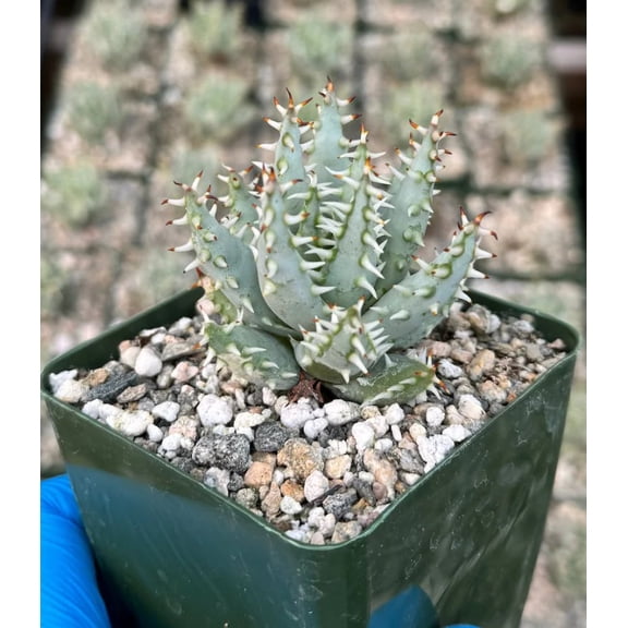 Aloe Erinacea Live Plant in 4" Pot - Rare Spiny Succulent Aloe, Easy Care Drought Tolerant Houseplant