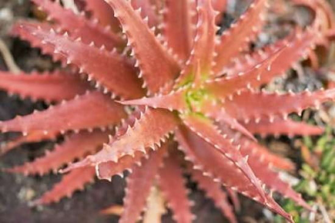 Aloe I Canvas Art - Erin Berzel (12 x 18)