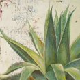 thumbnail image 1 of Aloe I Poster Print by Patricia Pinto (12 x 12), 1 of 2