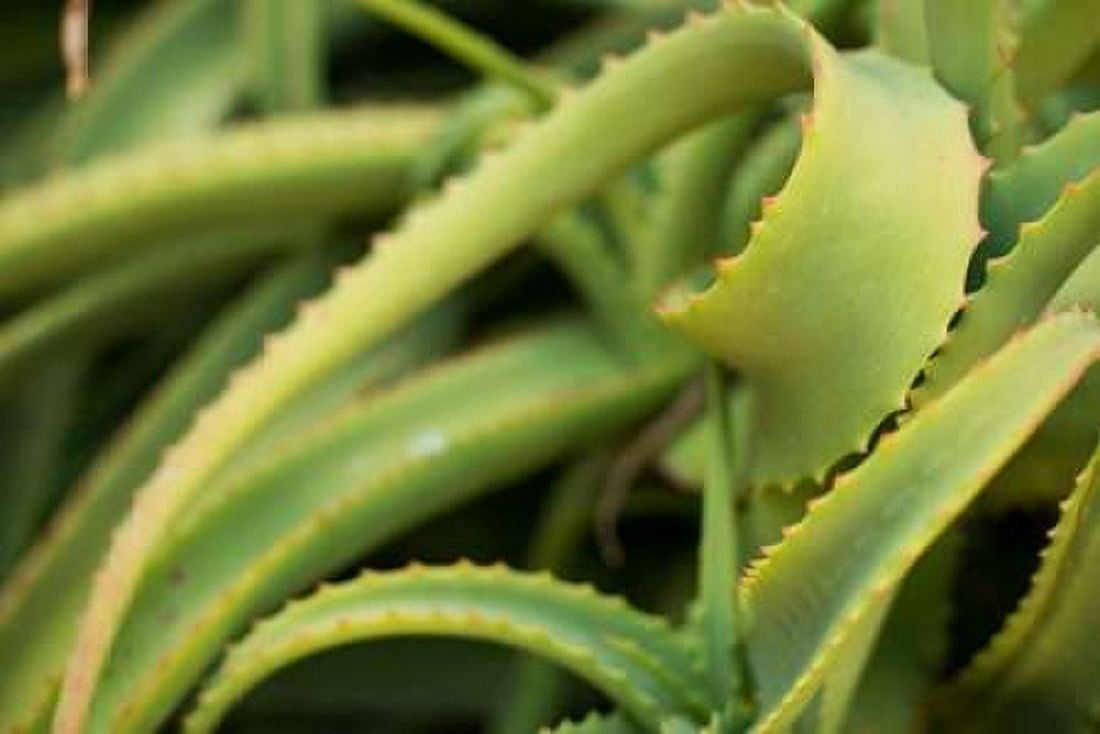Aloe II Canvas Art - Erin Berzel (24 x 36)