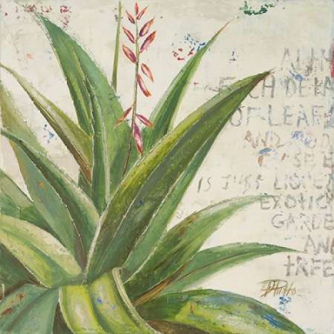 Aloe II Canvas Art - Patricia Pinto (24 x 24)