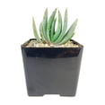 thumbnail image 1 of Aloe Peglerae - 4 inch + Plastic Pot, 1 of 3