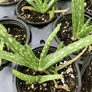 Aloe Plant, Aloe barbadensis Miller 2.5 inch pot