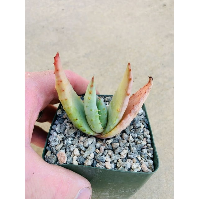 Aloe ‘Super Woman’ aloe marlothii Utrecht x white flower ferox Rare