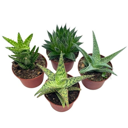 Aloe Variety Assortment, 3 inch pots, 4 Different Aloe Succulents