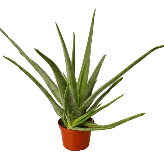 Aloe Vera, 6" Pot, Indoor Houseplant, Easy Care, Live Plant for Indoor & Outdoor