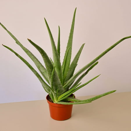 Aloe Vera in 6" Pot / Nursery Pot | Live Plant for Indoor | 12 - 22 inch Tall