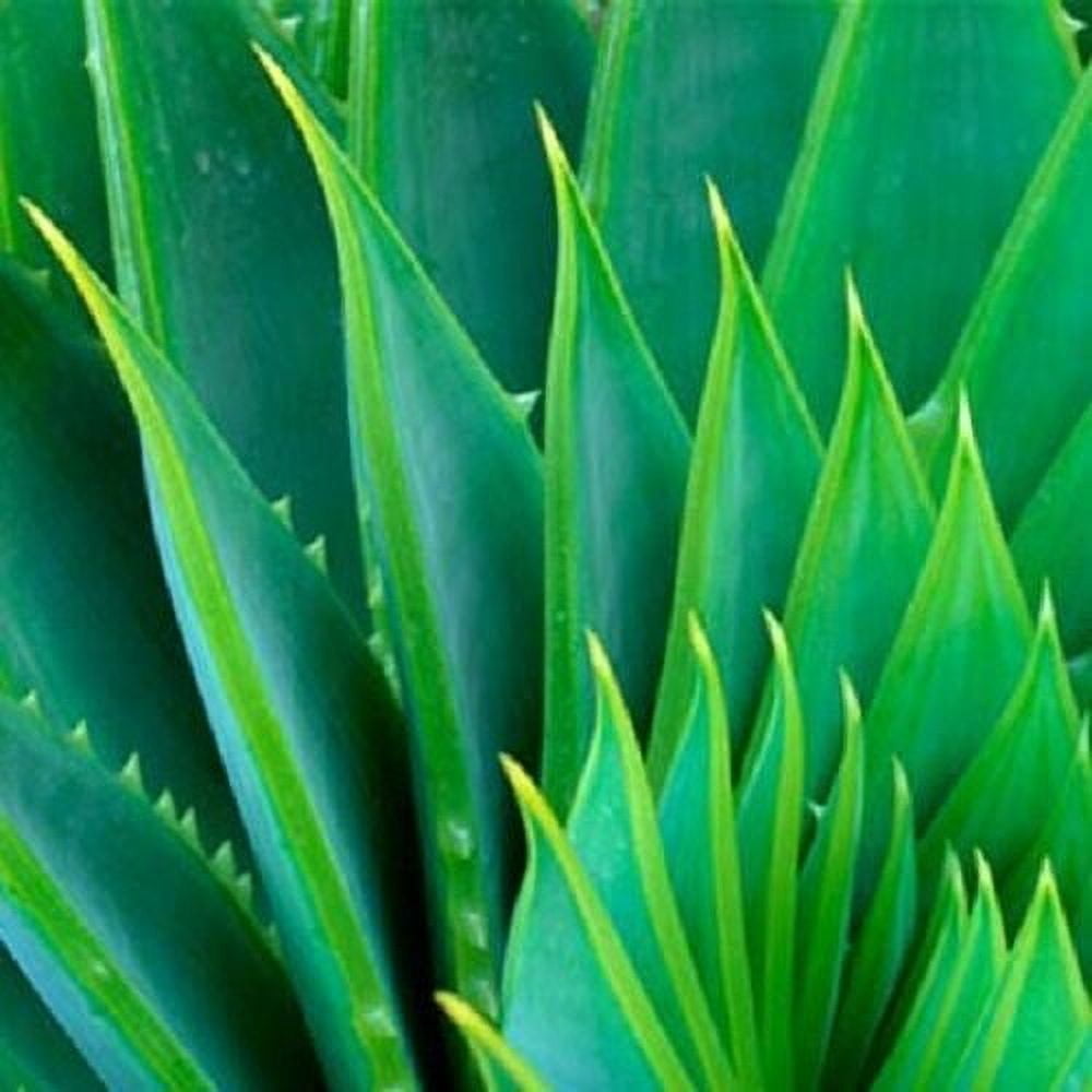 Aloe Vera Gel Pure Organic THE ONLY After-Microdermabrasion Moisturizer ...