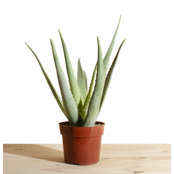 Aloe Vera House Plant in 6" Grow Pot