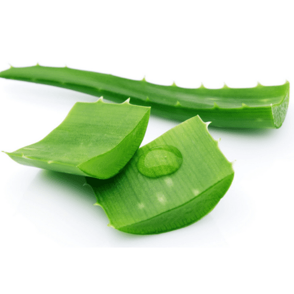 Aloe Vera Larger Plant Live for Planting, Medicinal Aloe Plant for Home Garden in 4 Inch Pot