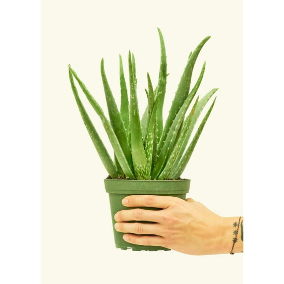 Aloe Vera Live Green Plant in 6" Pot
