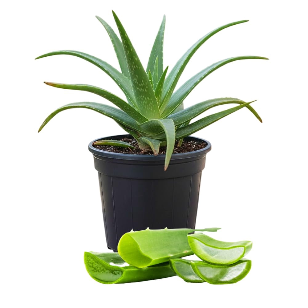 snake plant air cleaner Sansevieria Parva Rare Snake Plant Starter 4–8” | Air Purifier main image 1