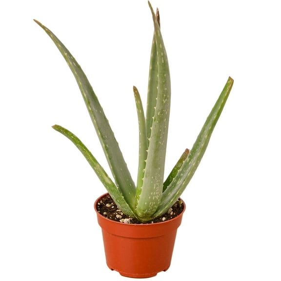 Aloe Vera Live Plant for Indoor | Different Houseplants in 4'' & 6'' Pot | Real House Plant for Living Room, Office, Desk & Bathroom