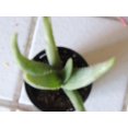 Aloe Vera Live Plants 2 Pack Healthy Strong 1012"H Bare Rooted No Pot