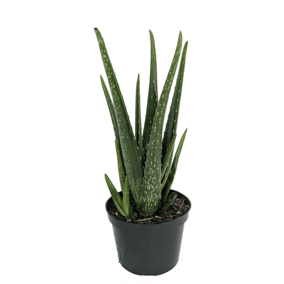 Aloe Vera - Medicine Plant - Burn Plant - Miracle Plant - Natural Healer-6" Pot