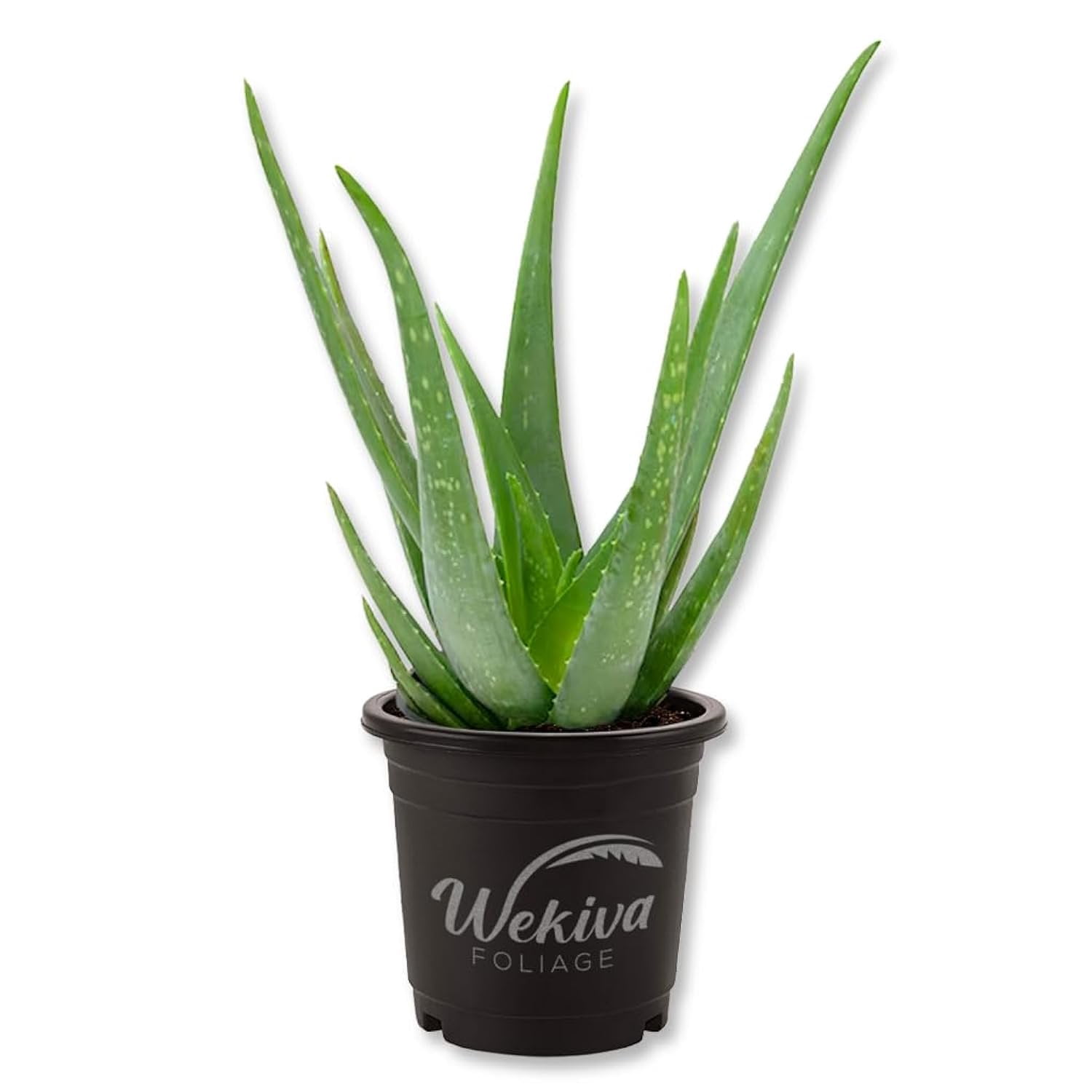 agave leaf Agave desmettiana Quicksilver main image 1