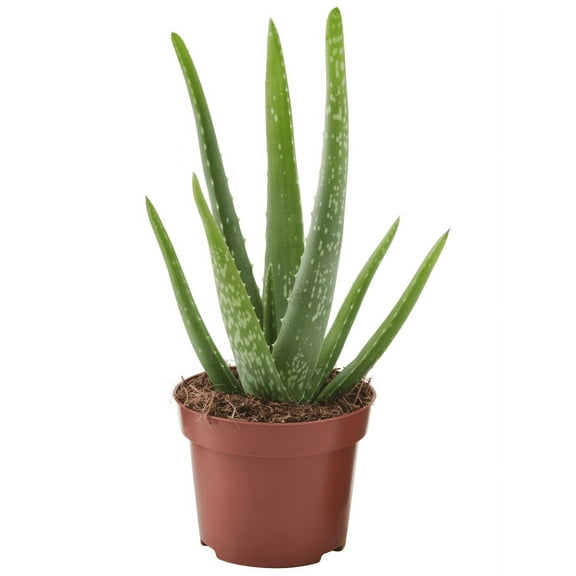 Aloe Vera Plant Live, Live Aloe Vera Plant Indoor, Succullent Plant Live 2 Inch Pot